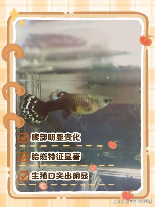 孔雀魚生產前兆圖片