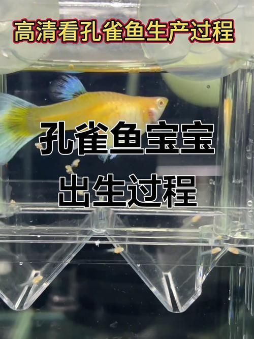 孔雀魚生產前兆圖片