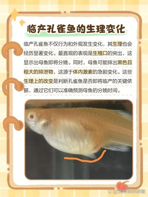 孔雀魚生產前兆圖片
