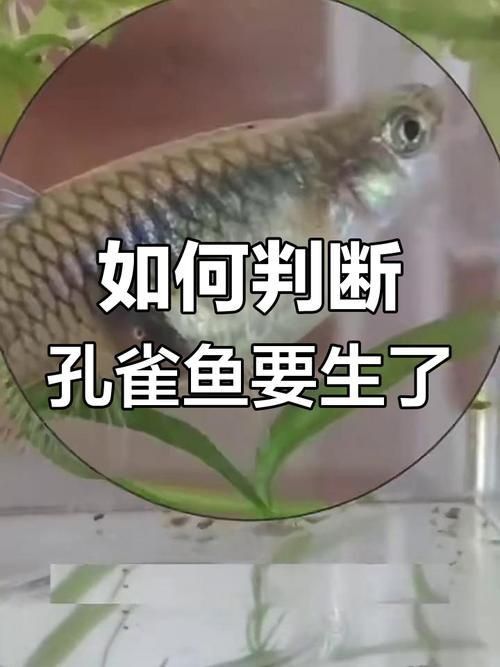 孔雀魚生產前兆圖片
