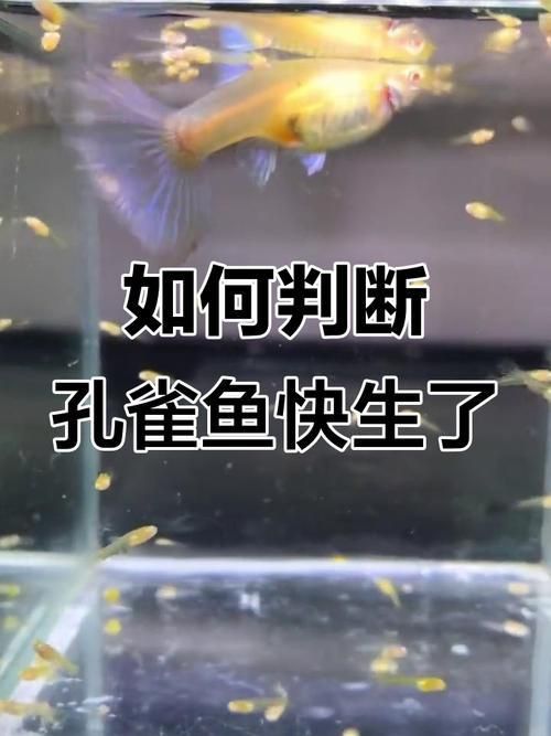 孔雀魚生產前兆圖片