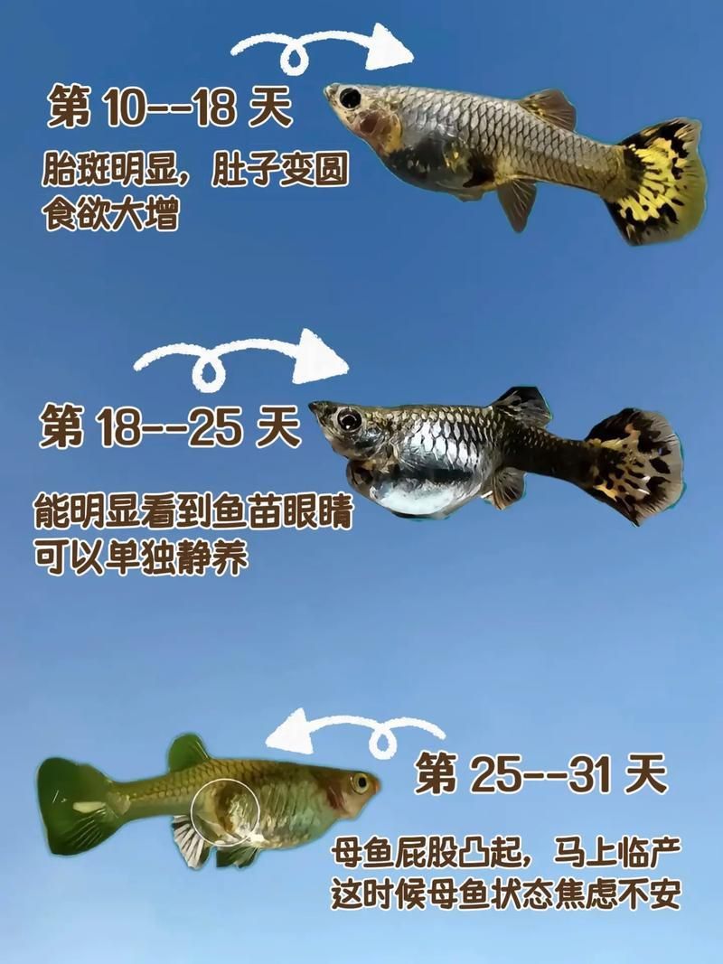 孔雀魚生產前兆圖片