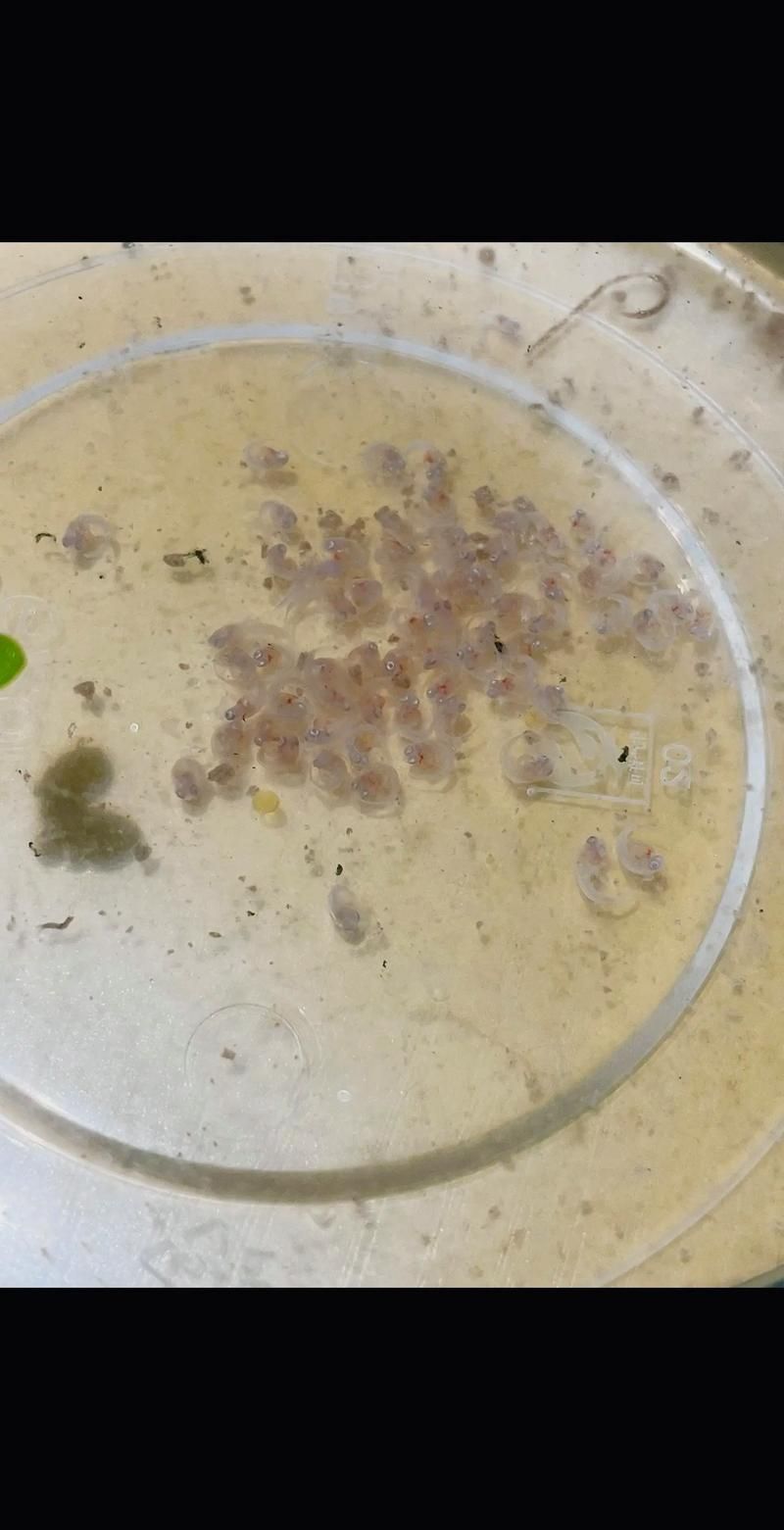 孔雀魚生產前兆圖片