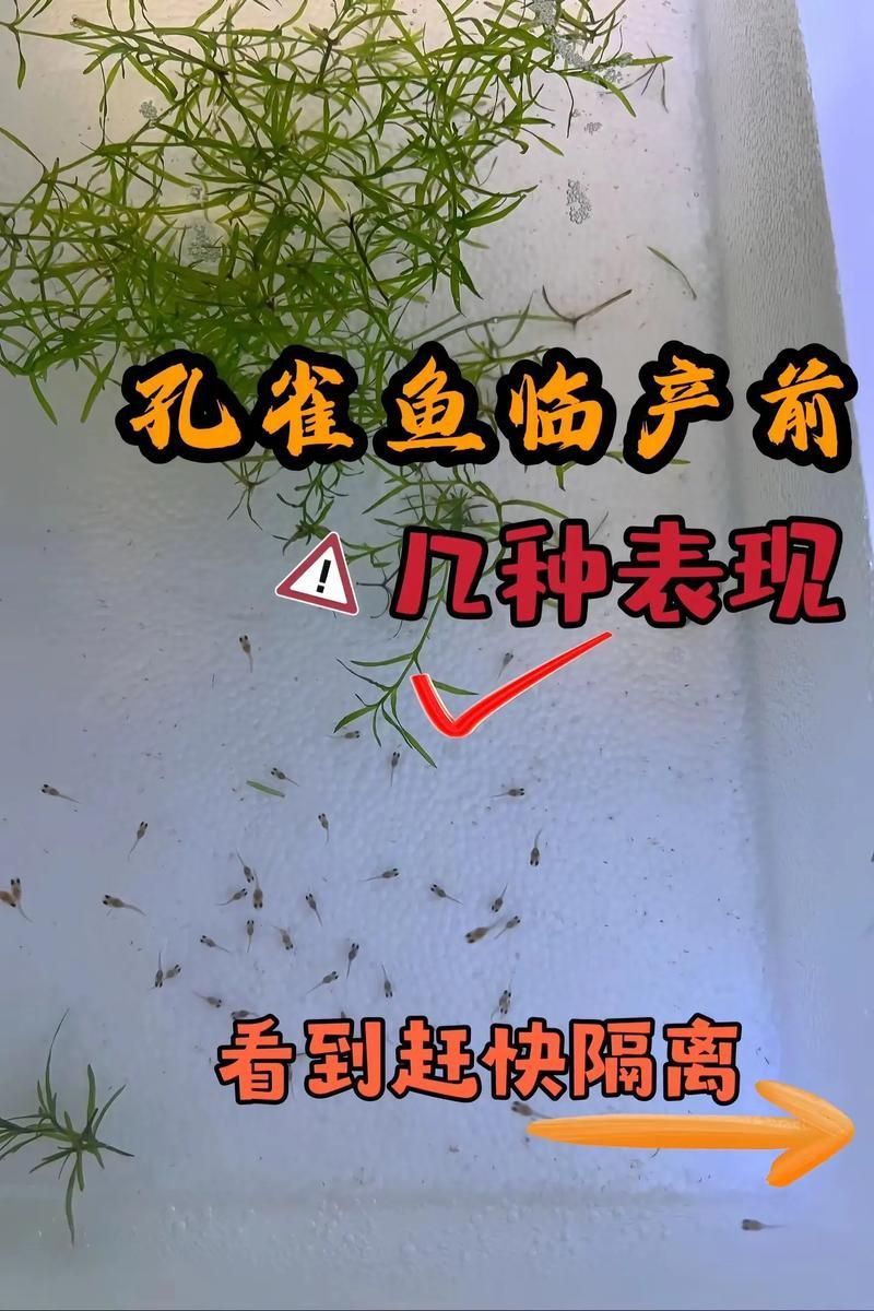 孔雀魚生產前兆圖片