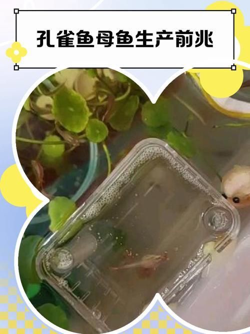 孔雀魚生產前兆圖片