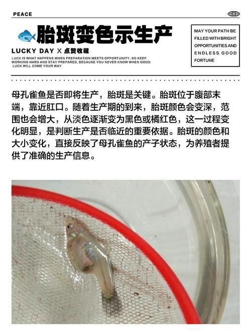 孔雀魚生產前兆圖片