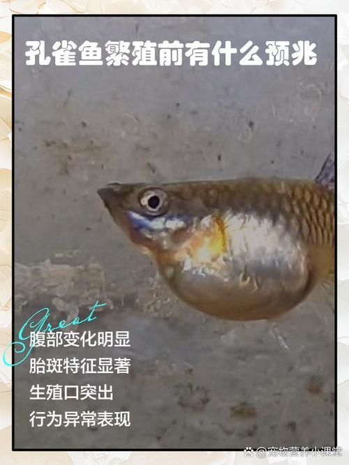 孔雀魚生產前兆圖片