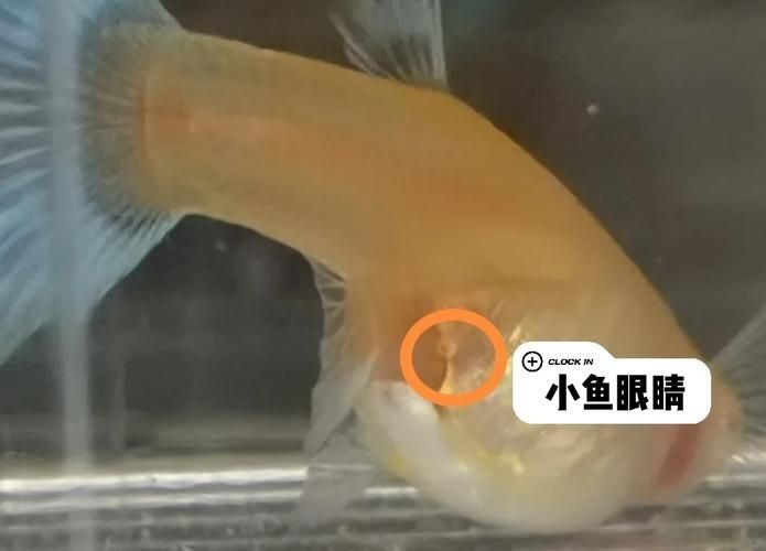 孔雀魚生產前兆圖片