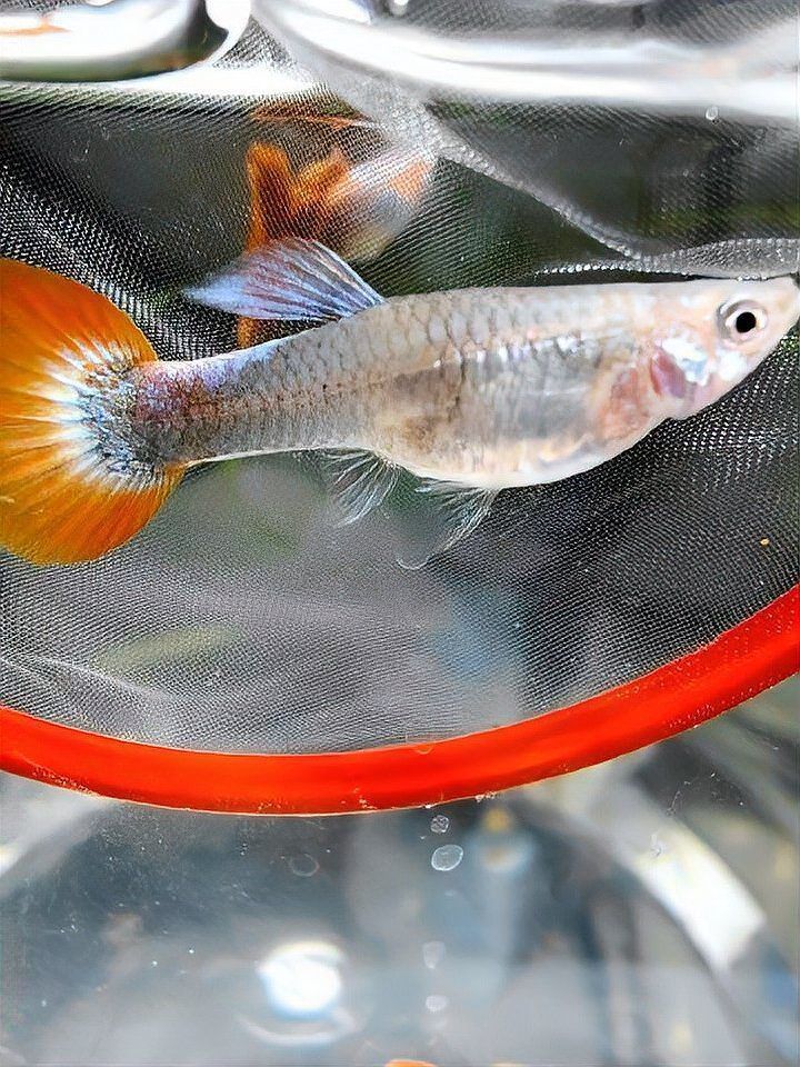 孔雀魚生產前兆圖片