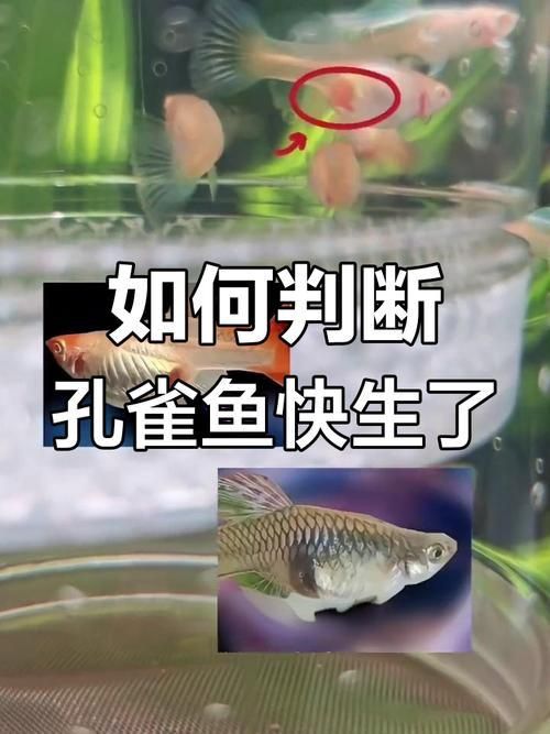 孔雀魚生產前兆圖片