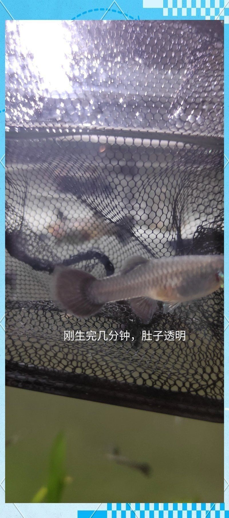 孔雀魚生產前兆圖片