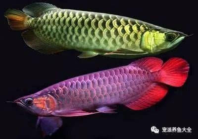 龍魚常見疾病與治療方案：龍魚常見疾病與治療方案，