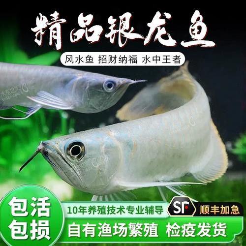 白子金龍魚的價格是多少？