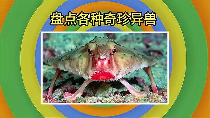 紅龍角進化為滿珊瑚需要哪些材料？