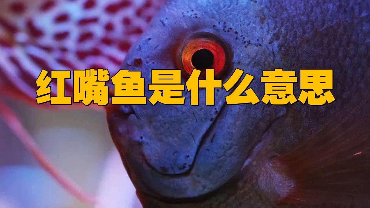紅龍角進化為滿珊瑚需要哪些材料？