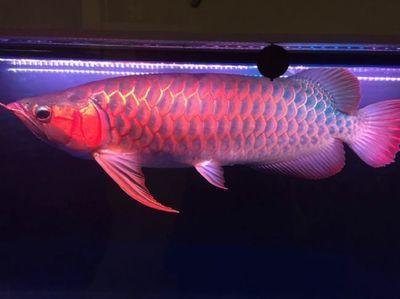 血紅龍魚多大缸（飼養(yǎng)血紅龍魚所需的水族箱尺寸）