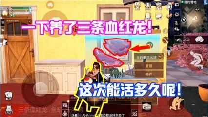 血紅龍魚多大缸（飼養(yǎng)血紅龍魚所需的水族箱尺寸）