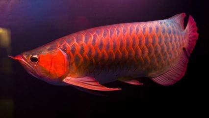 血紅龍魚多大缸（飼養(yǎng)血紅龍魚所需的水族箱尺寸）