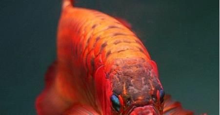 紅龍魚的功效和作用（關于紅龍魚的功效與作用）