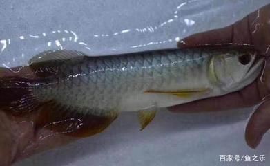 龍魚吃白條嗎會死嗎：龍魚可以吃白條魚嗎