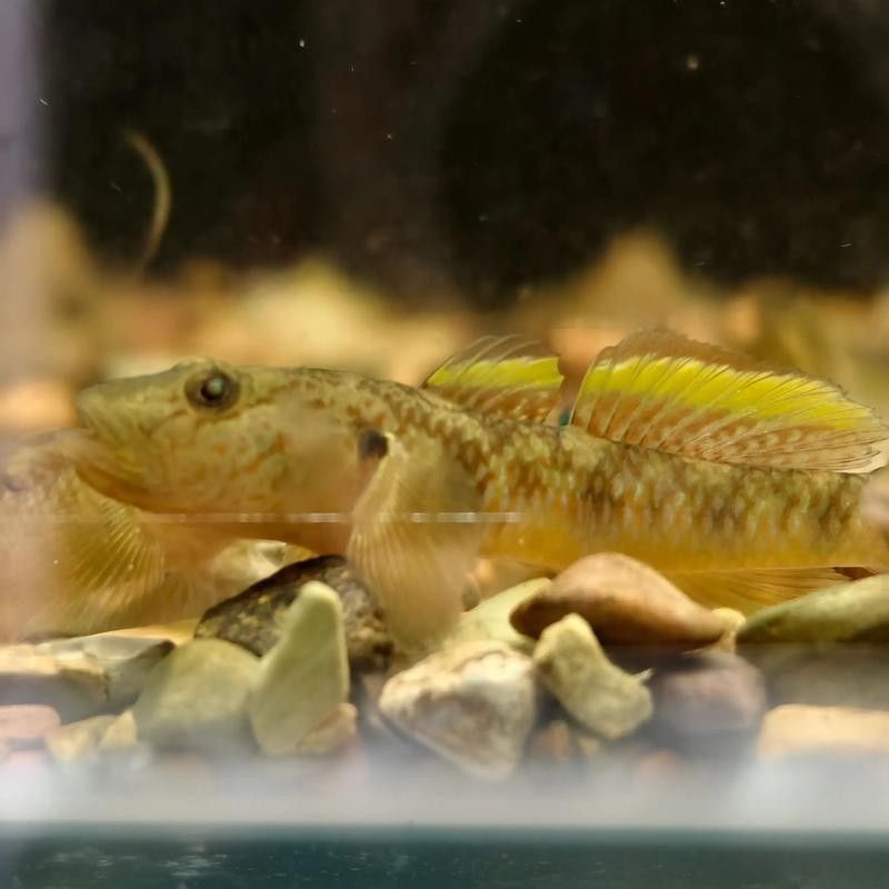雷龍魚可以和蝦虎混養嗎圖片大全
