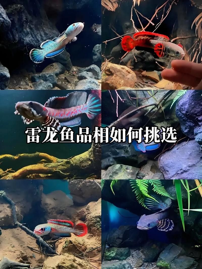 雷龍魚可以和蝦虎混養嗎圖片大全