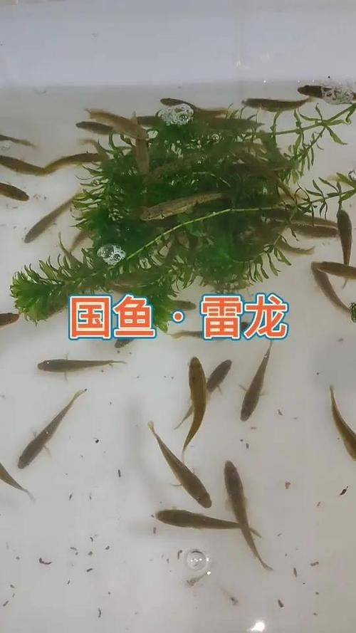 雷龍魚可以和蝦虎混養嗎圖片大全