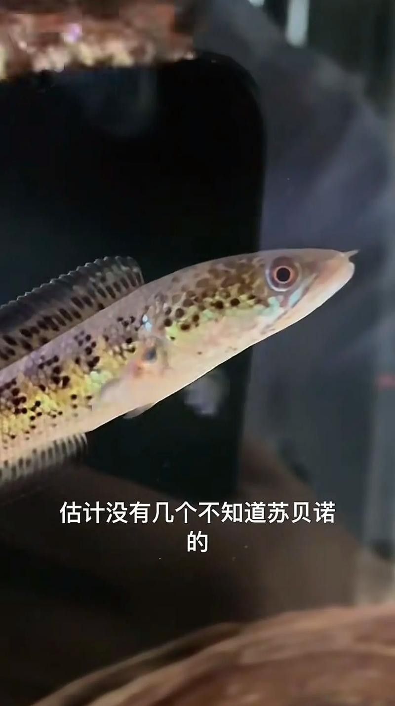 雷龍魚可以和蝦虎混養嗎圖片大全