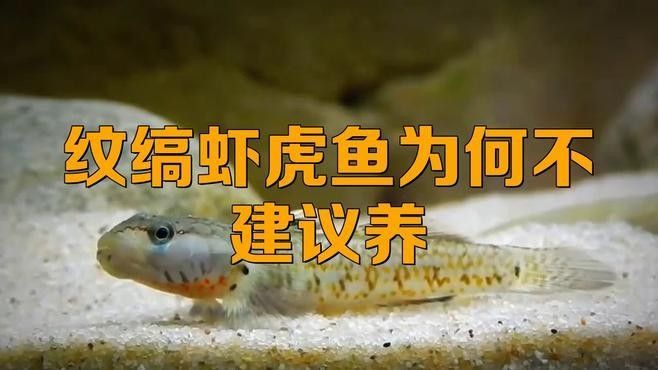 雷龍魚可以和蝦虎混養嗎圖片大全