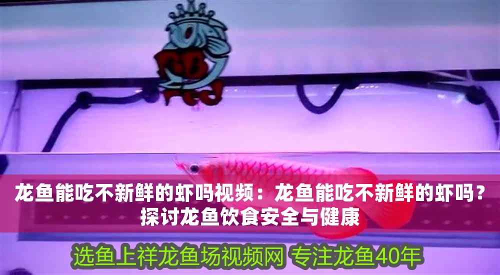 龍魚能吃不新鮮的蝦嗎視頻：龍魚能吃不新鮮的蝦嗎？探討龍魚飲食安全與健康