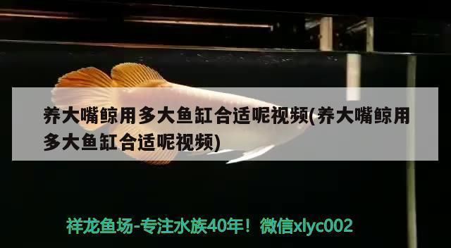 龍魚能吃不新鮮的蝦嗎視頻：龍魚能吃不新鮮的蝦嗎？探討龍魚飲食安全與健康
