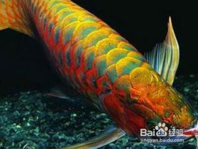 龍魚吊眼手術后會瞎么：龍魚掉眼手術會瞎嗎