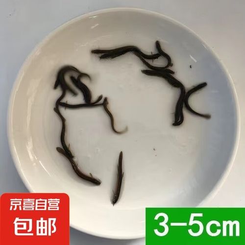 龍魚養殖需要哪些設備和材料？