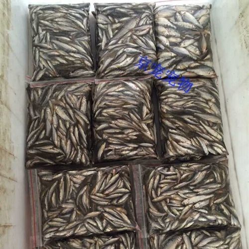 龍魚養殖需要哪些設備和材料？