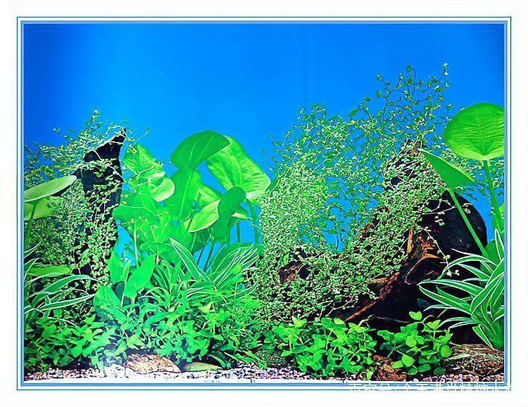 紅龍魚(yú)魚(yú)缸背景紙畫(huà)圖片