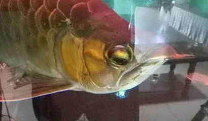 龍魚什么餌料在水面上：龍魚幼年期適合吃什么餌料
