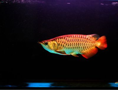 金龍魚吃小魚嗎：喂食金龍魚吃小魚的時候應該怎么喂360問答