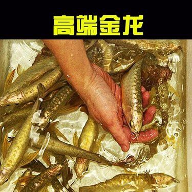 廣東紅龍魚的價格范圍是多少？