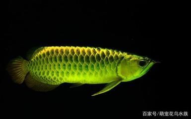 金龍魚會掉眼嗎：金龍魚掉眼是一個常見問題，金龍魚會掉眼嗎，