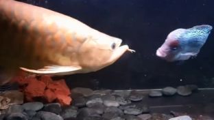 龍魚一開燈就打架（龍魚一開燈就打架的原因） 龍魚一開燈就打架（龍魚一開燈就打架的原因） 龍魚百科 第5張