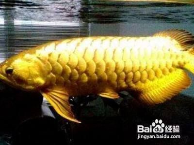 金龍魚養法（養殖金龍魚需要注意的幾個方面）