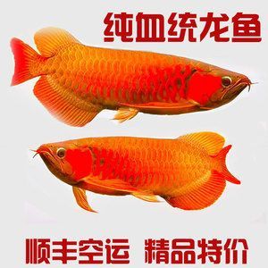 哪里有賣紅龍魚苗的店：如何購買紅龍魚苗？