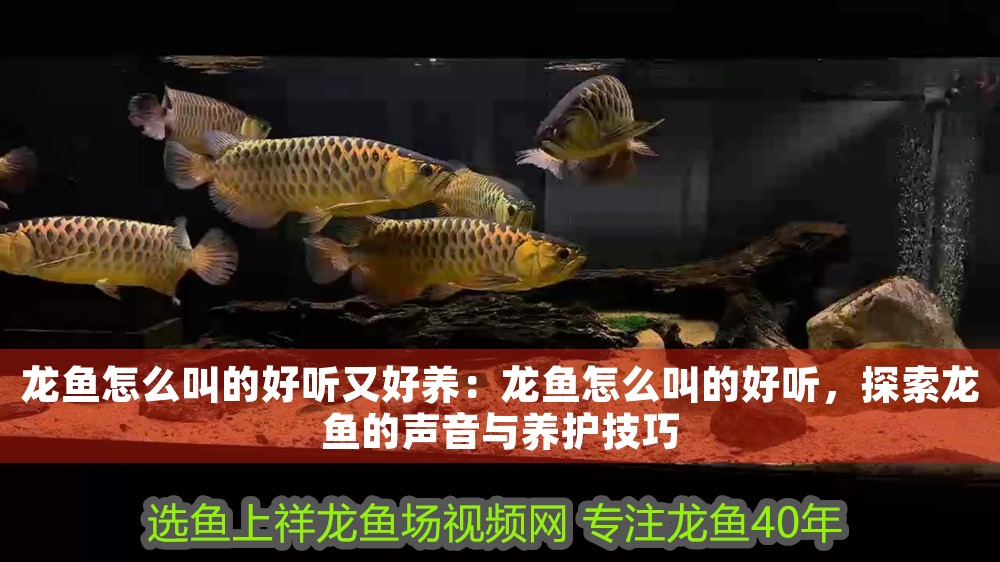 龍魚怎么叫的好聽又好養(yǎng)：龍魚怎么叫的好聽，探索龍魚的聲音與養(yǎng)護技巧