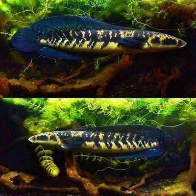 龍魚口感怎樣形容好（龍魚與鯰魚口感區(qū)別，如何挑選新鮮龍魚，龍魚營養(yǎng)價(jià)值介紹）