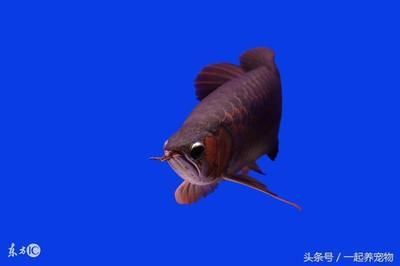 龍魚撞缸后鱗片未掉落的處理方法（如何預防龍魚撞缸掉鱗）