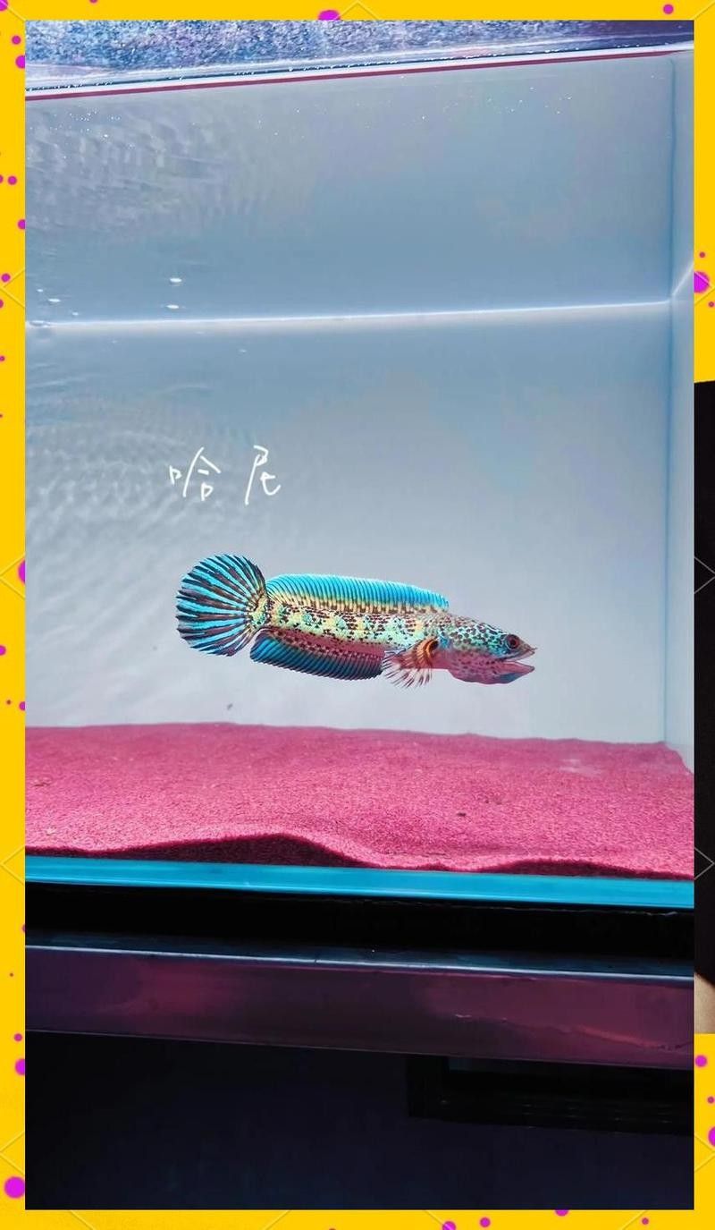 雷龍魚怎么喂養(yǎng)