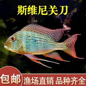 紅珍珠關(guān)刀魚疾病預(yù)防，紅珍珠關(guān)刀魚常見疾病及防治方法，關(guān)刀魚免疫增強(qiáng)食譜推薦