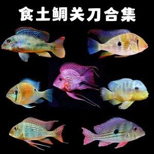 紅珍珠關(guān)刀魚疾病預(yù)防，紅珍珠關(guān)刀魚常見疾病及防治方法，關(guān)刀魚免疫增強(qiáng)食譜推薦