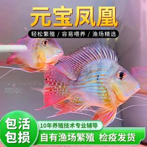 紅珍珠關(guān)刀魚疾病預(yù)防，紅珍珠關(guān)刀魚常見疾病及防治方法，關(guān)刀魚免疫增強(qiáng)食譜推薦