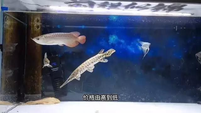 如何鑒別高背金龍魚的品相？